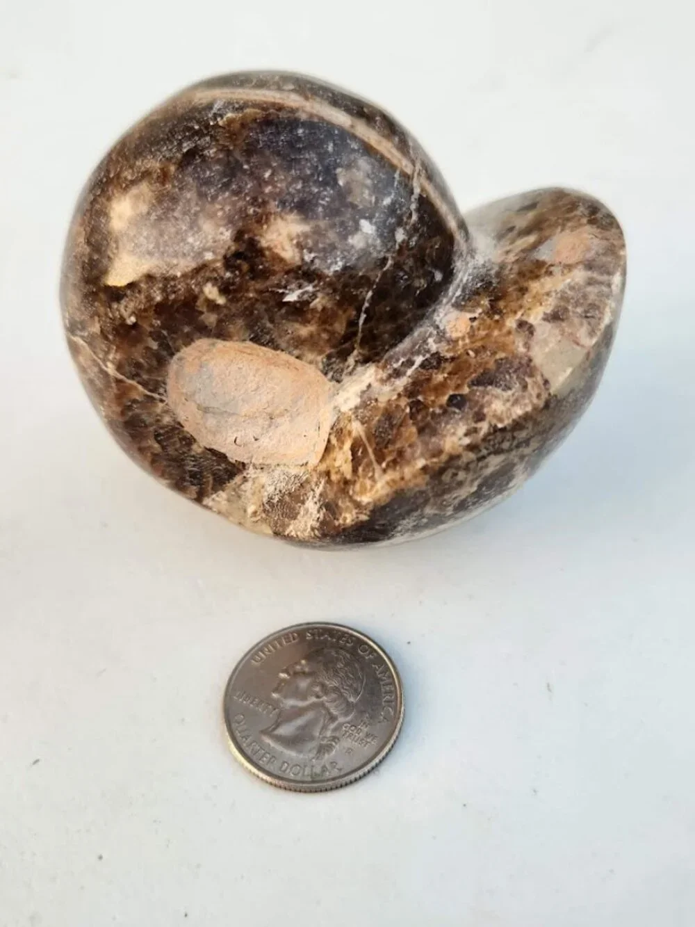 Large Whole Ammonite Fossil Shell Polished Gems and Minerals Rocks Fossils Decor